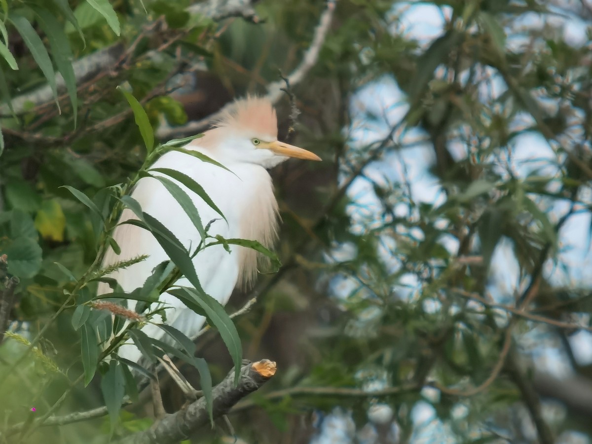 Western Cattle Egret - Peter Milinets-Raby