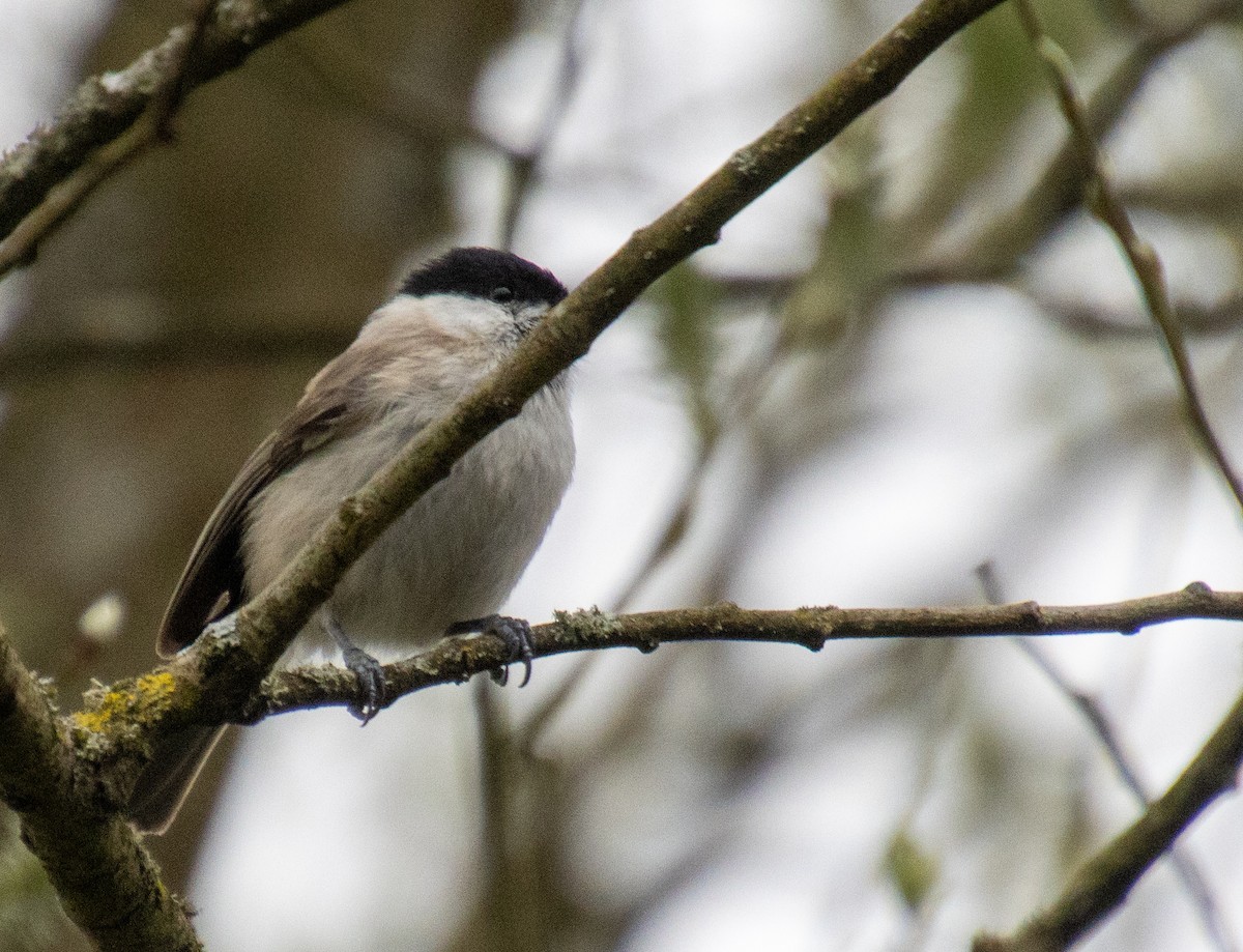 Marsh Tit - Mónica Thurman