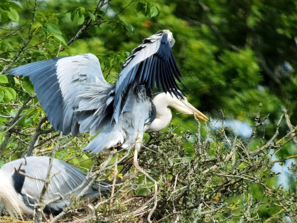 Gray Heron - Peter Milinets-Raby