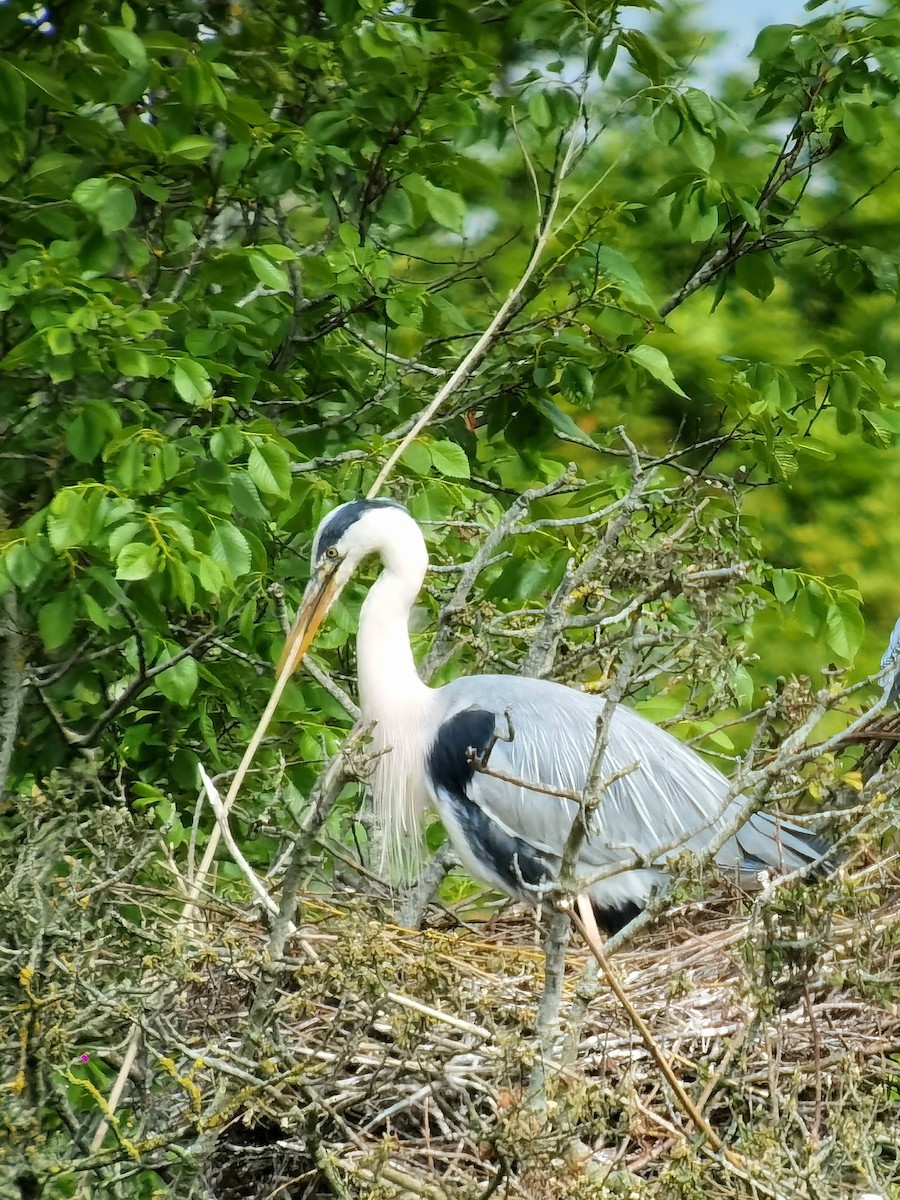 Gray Heron - Peter Milinets-Raby