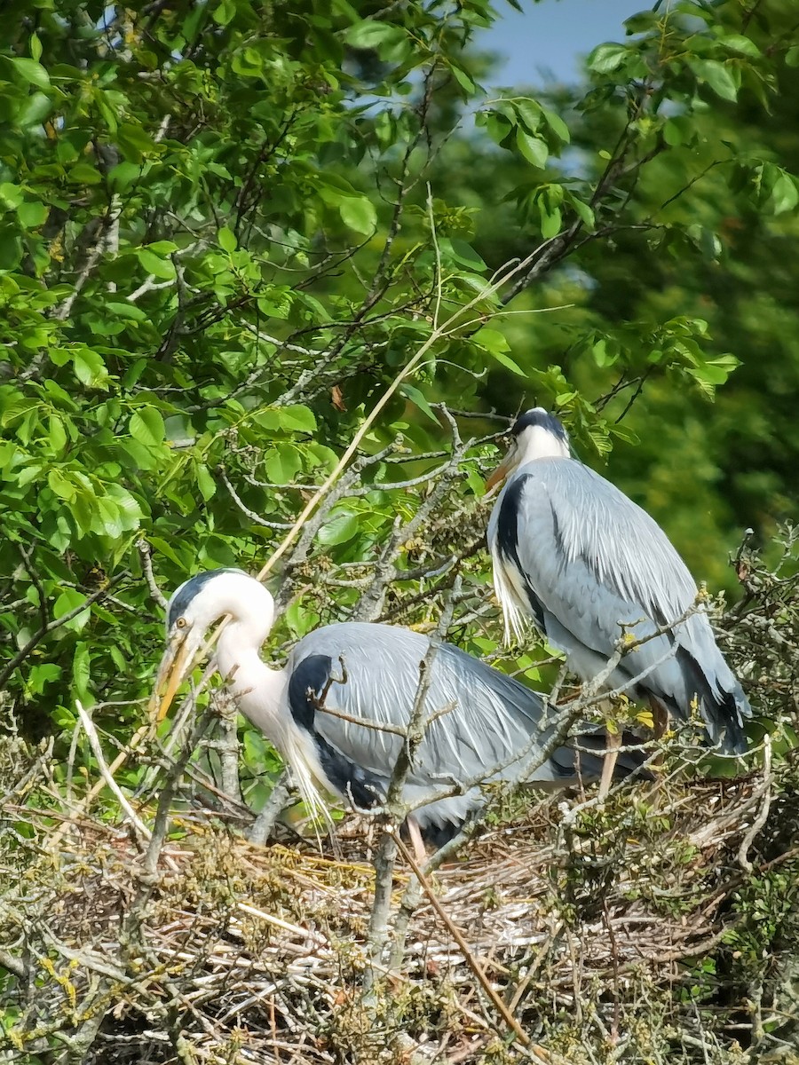 Gray Heron - Peter Milinets-Raby