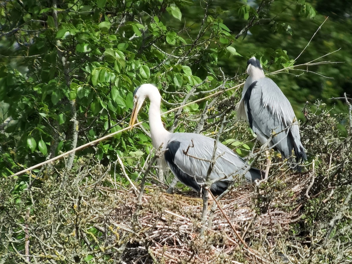 Gray Heron - Peter Milinets-Raby