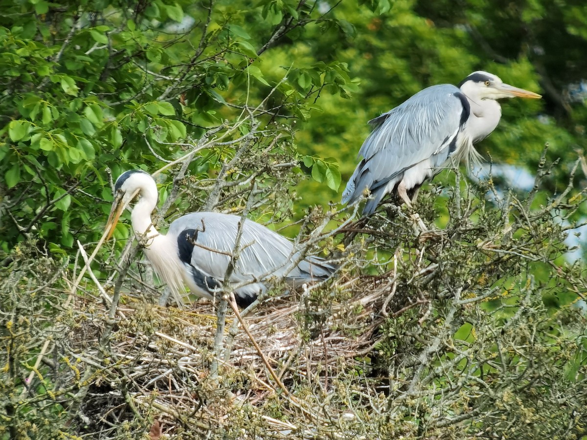 Gray Heron - Peter Milinets-Raby