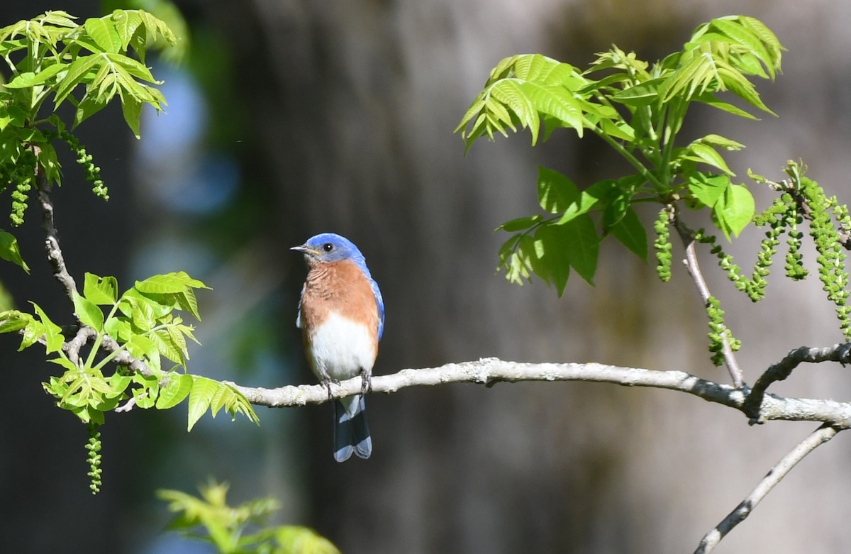 Eastern Bluebird - Tim Schadel