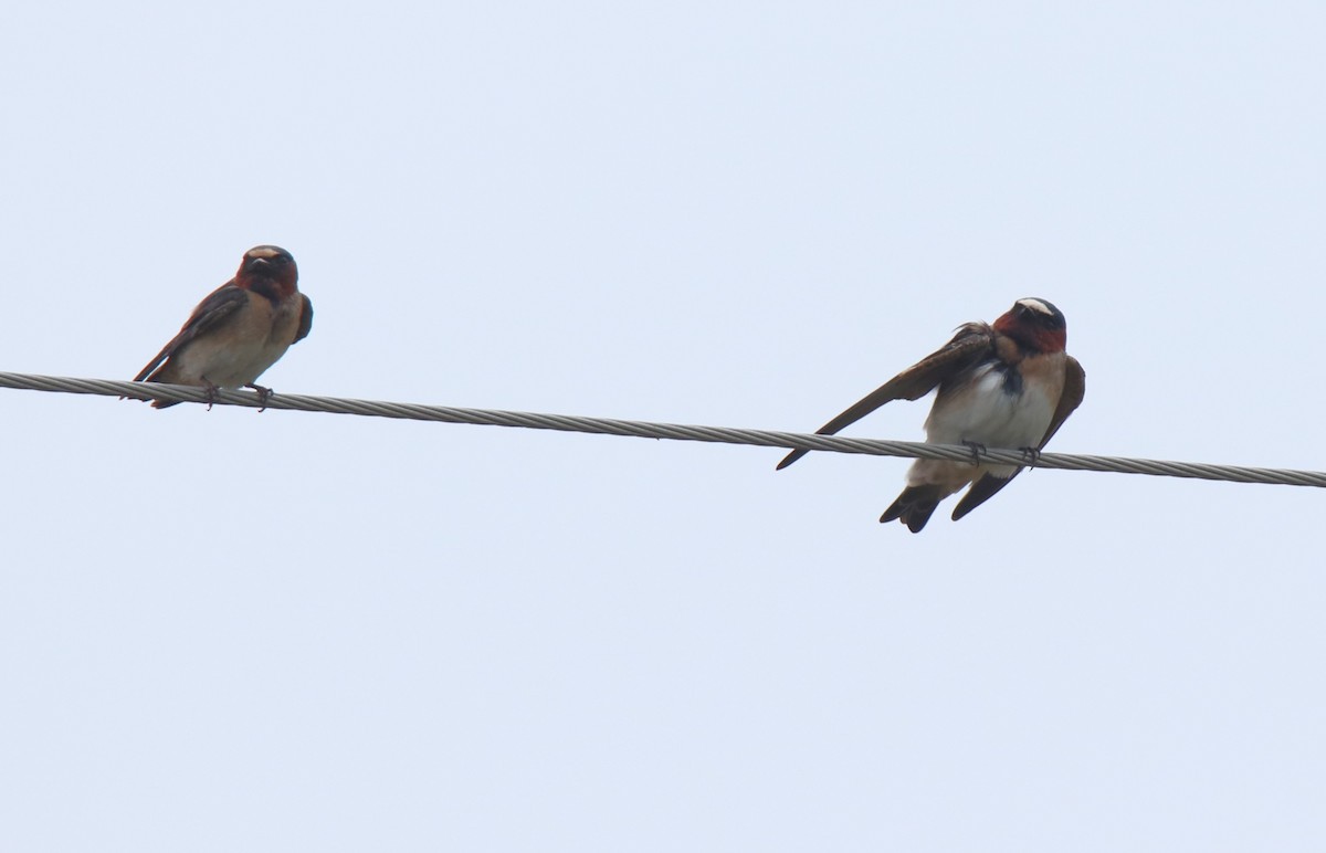 Cliff Swallow - Ruth King