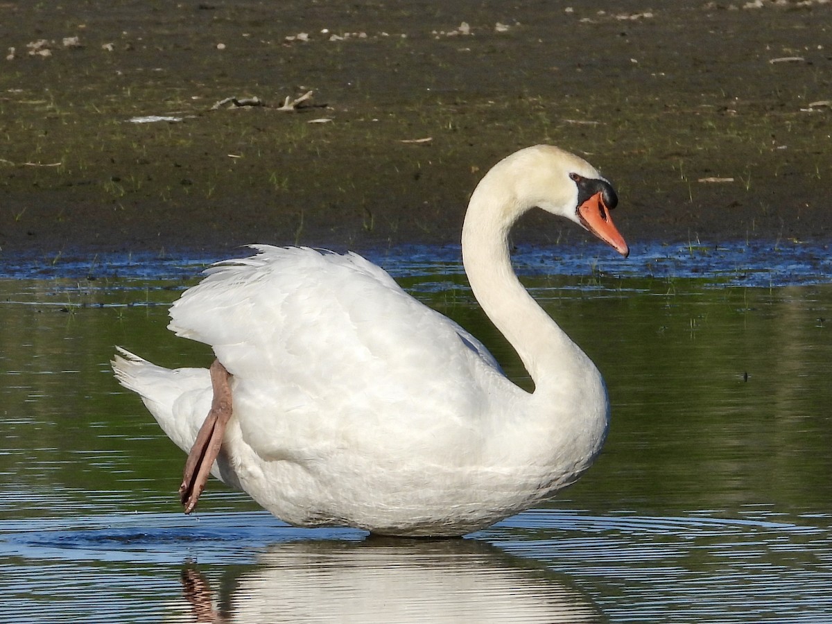 Mute Swan - Pat Hare