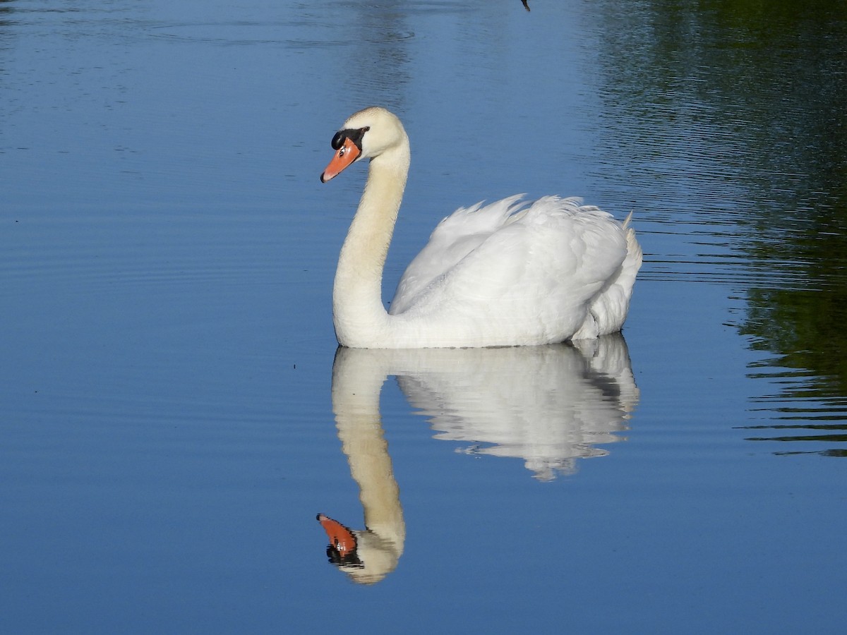 Mute Swan - Pat Hare