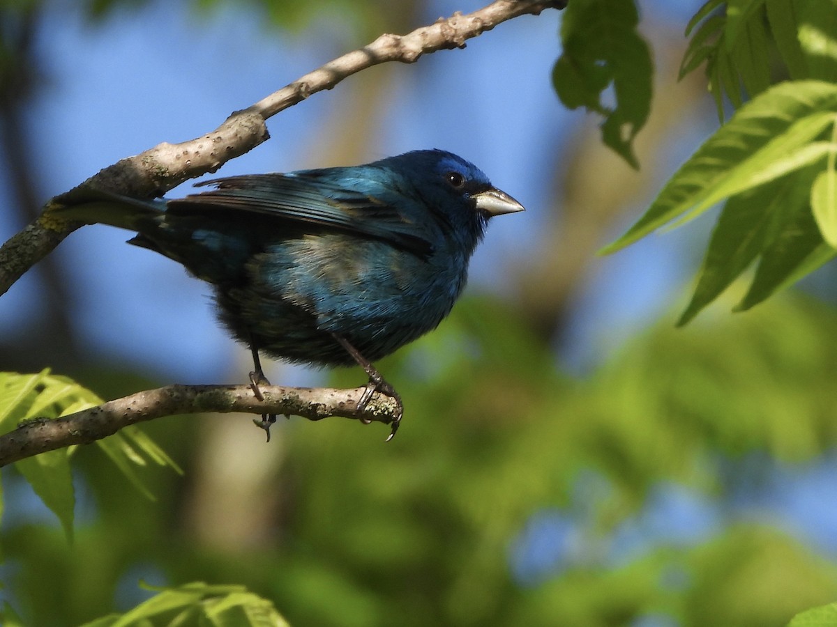 Indigo Bunting - Amy Kolan