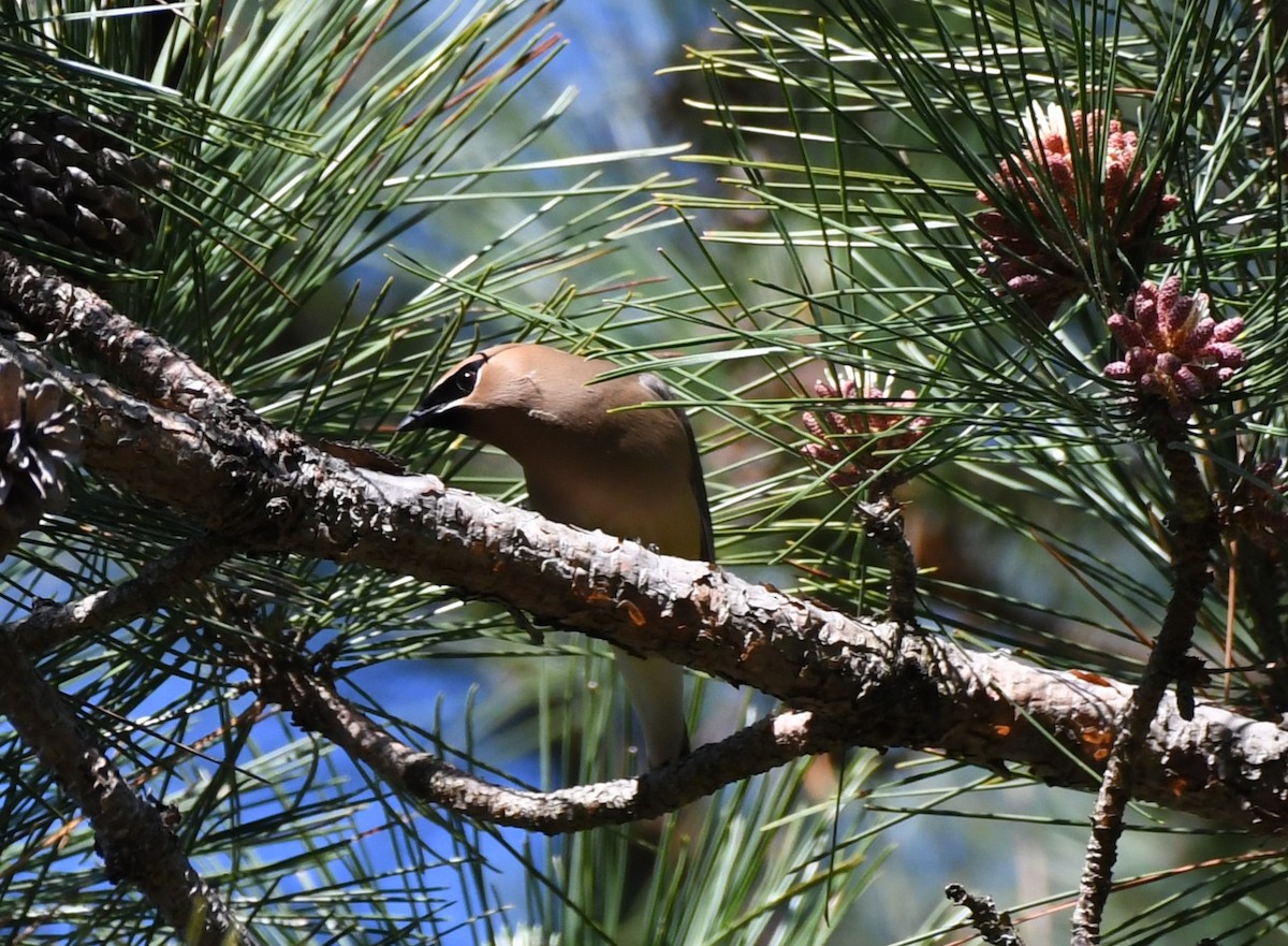 Cedar Waxwing - ML619527512