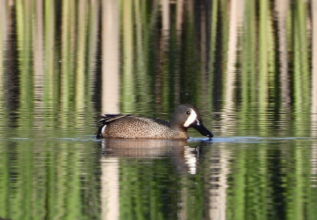 Blue-winged Teal - Pat Hare