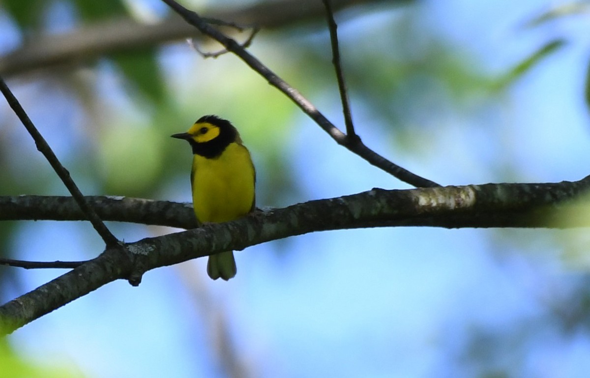 Hooded Warbler - Tim Schadel