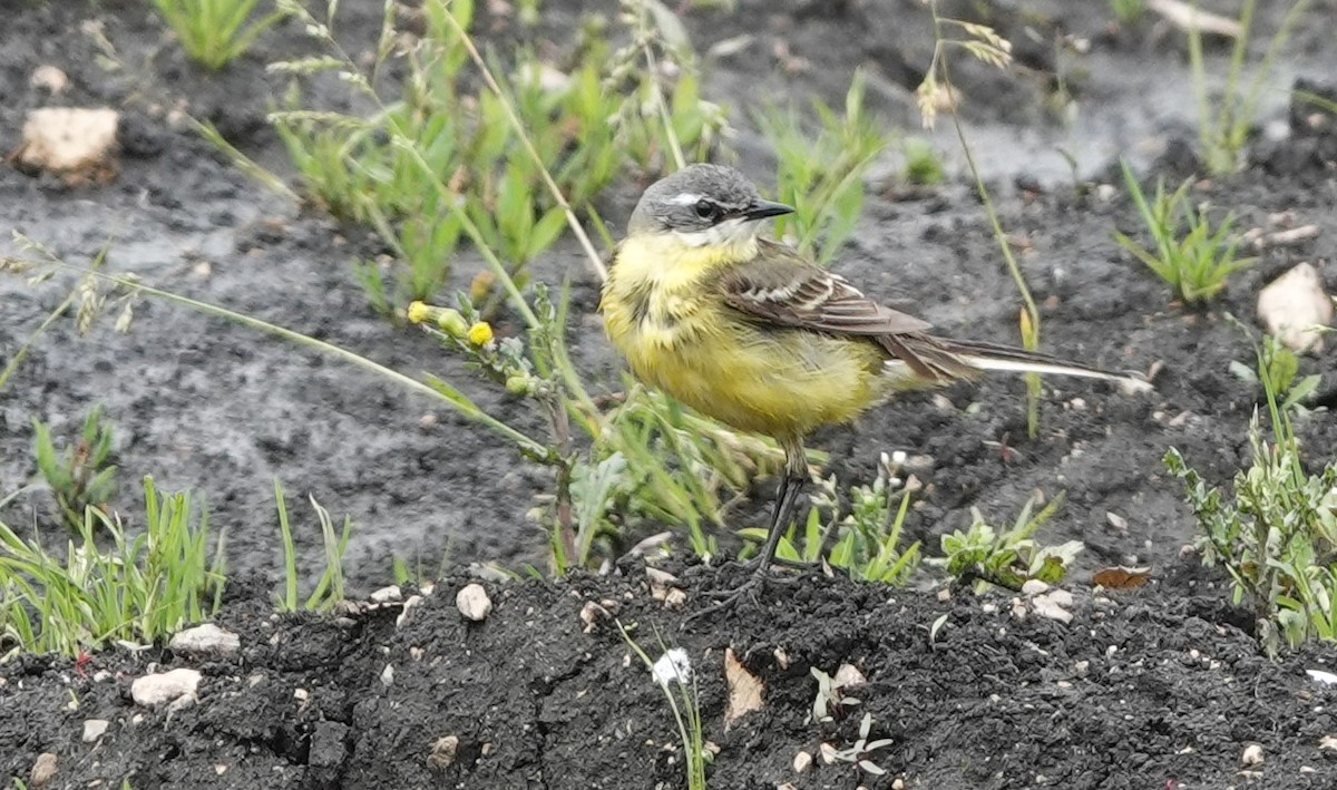 Western Yellow Wagtail - Christian Doerig