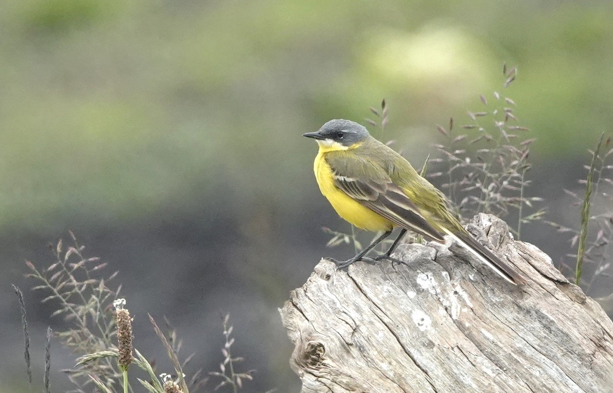 Western Yellow Wagtail - Christian Doerig