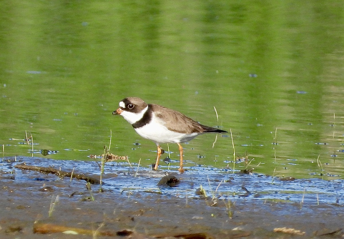 Semipalmated Plover - Pat Hare