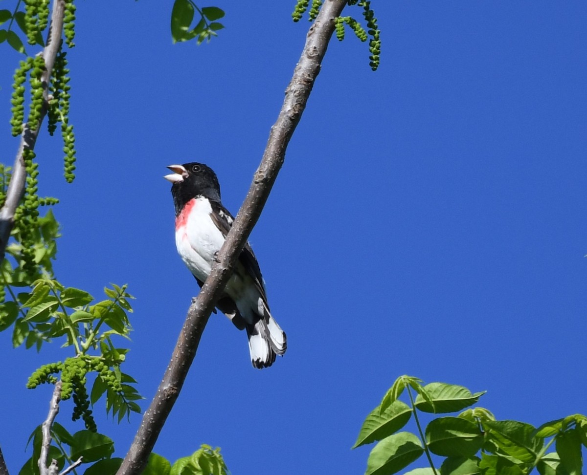 Rose-breasted Grosbeak - Tim Schadel