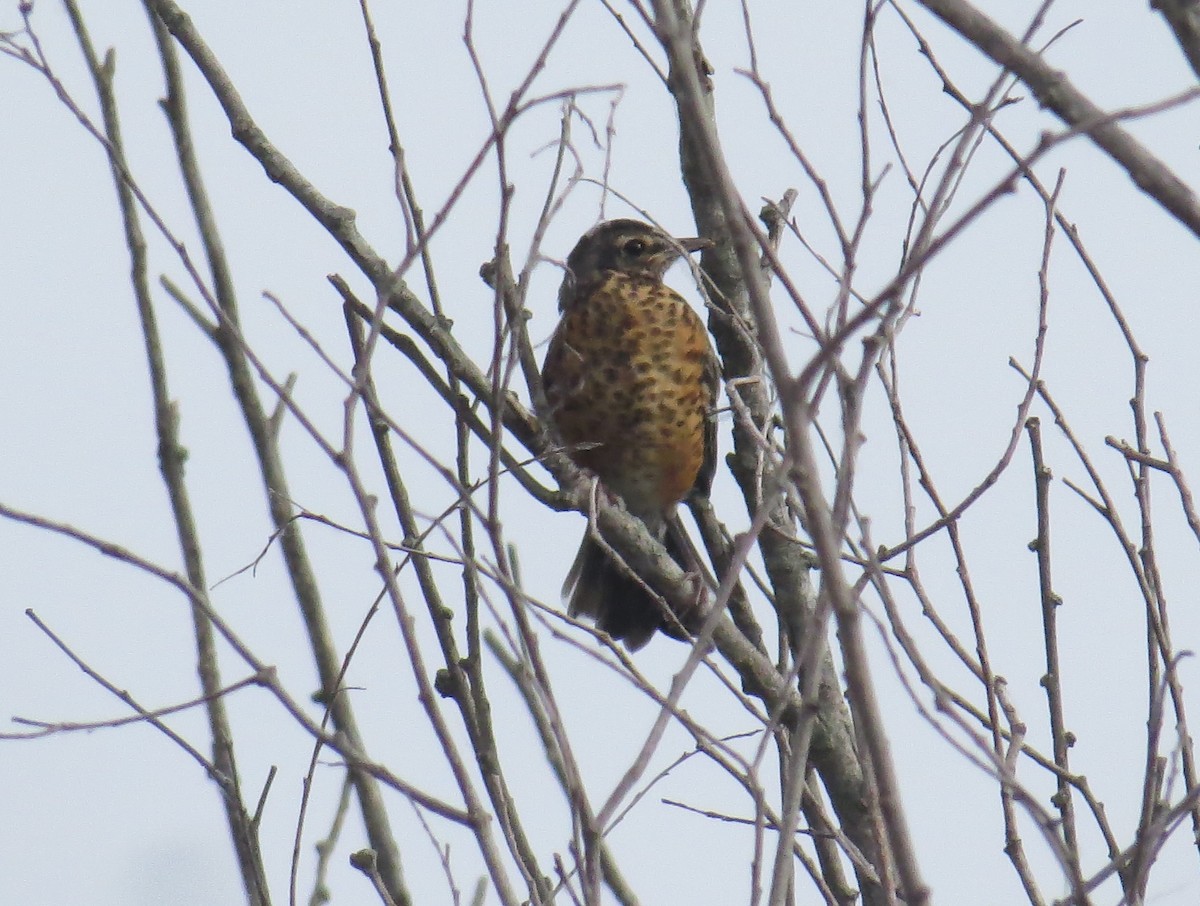 American Robin - ML619527536