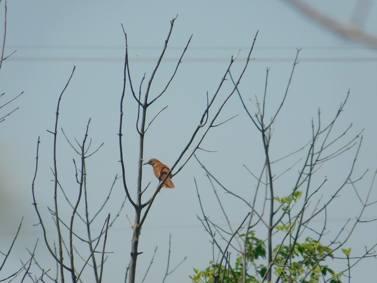 Brown Thrasher - Arrow Z L