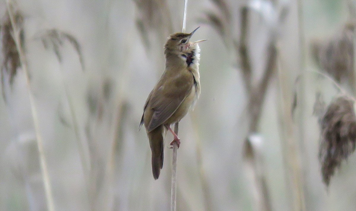 Savi's Warbler - Alena Tsikhanovich