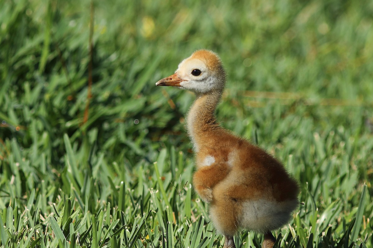 Sandhill Crane - Vince Capp