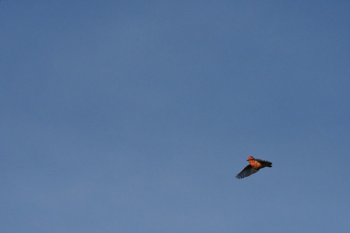 Vermilion Flycatcher - Janine McCabe