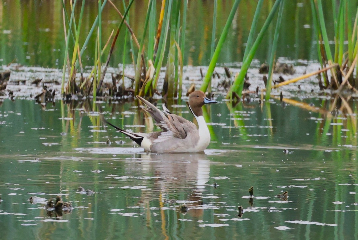 Northern Pintail - Angela Kenny