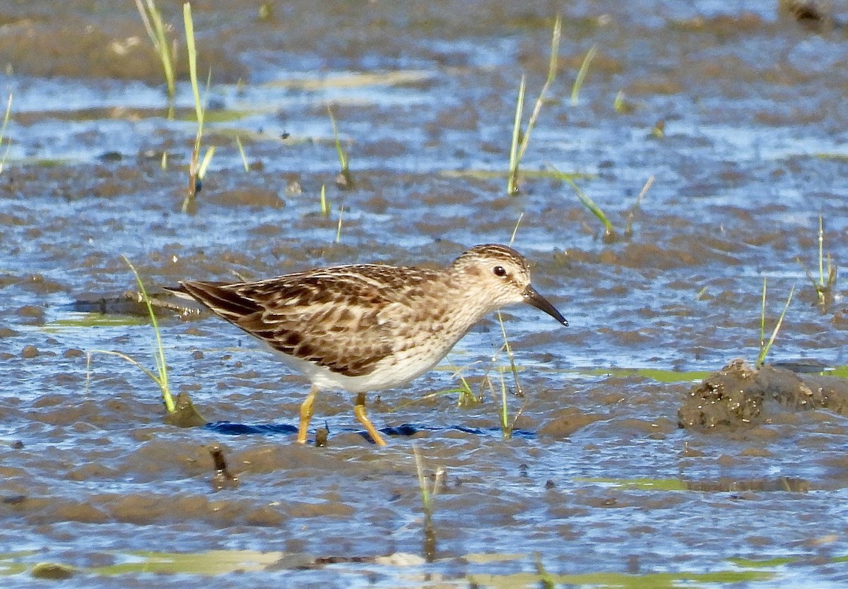 Least Sandpiper - Pat Hare