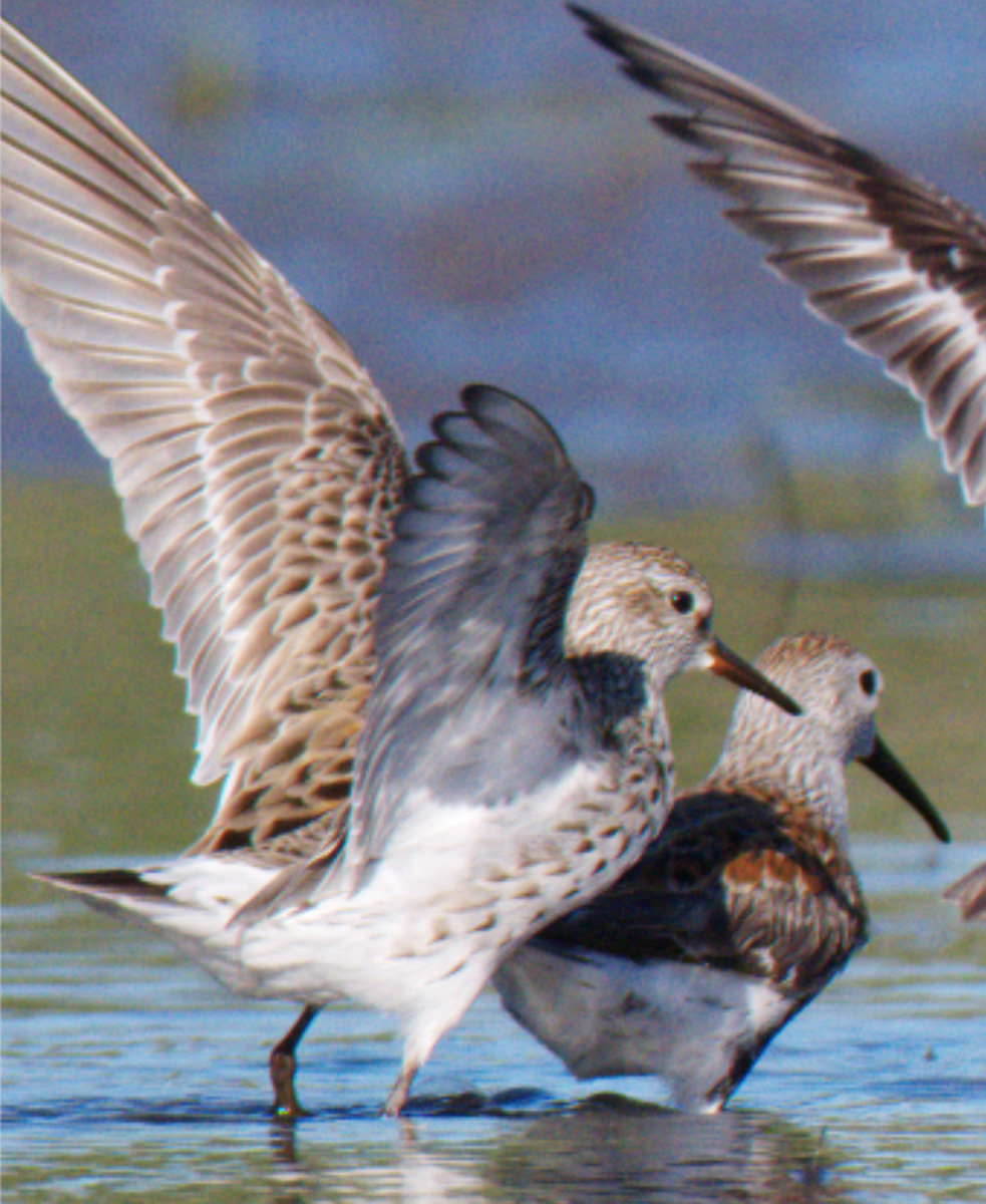 White-rumped Sandpiper - Jonathan Collins