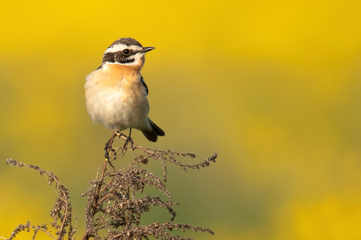 Whinchat - Alena Tsikhanovich