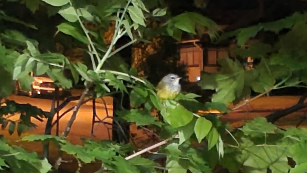 MacGillivray's Warbler - Trent   Bray