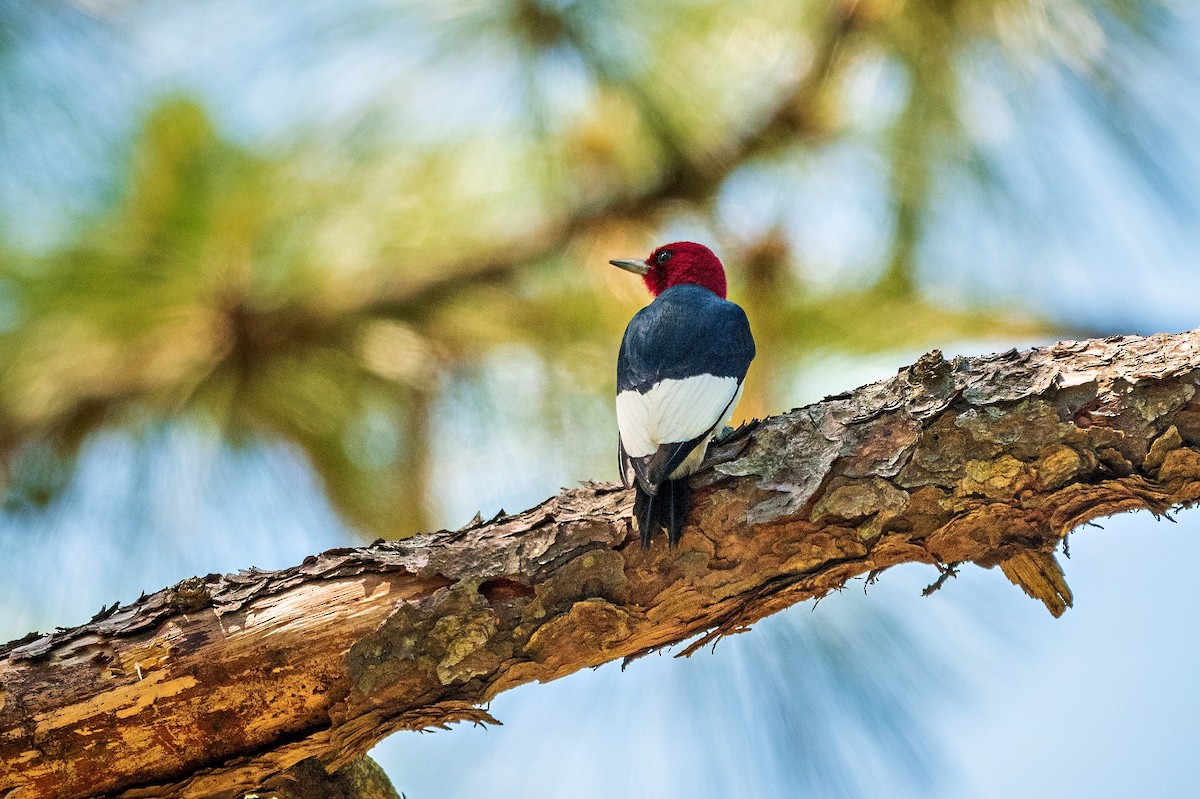 Red-headed Woodpecker - Richard Pockat