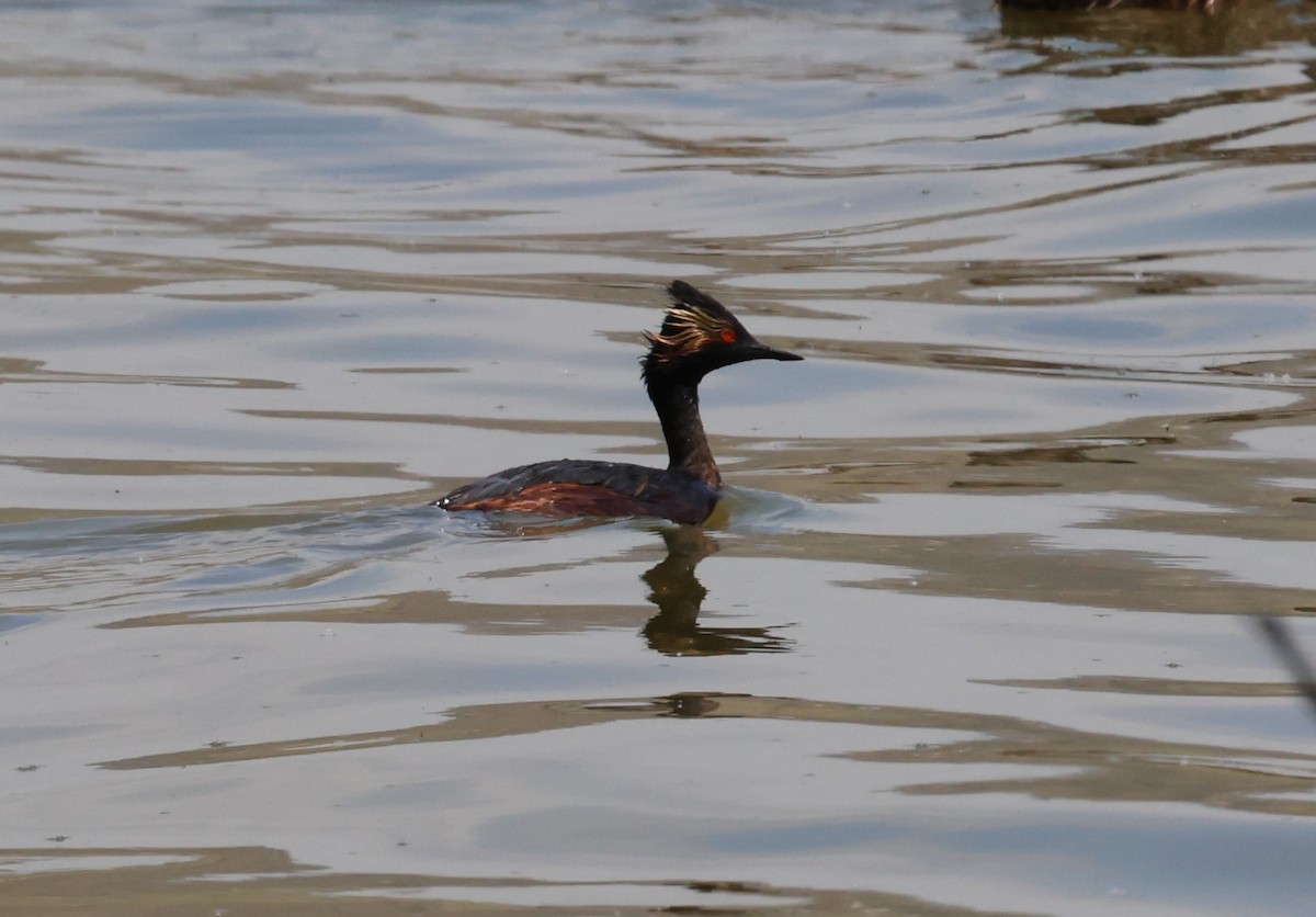 Eared Grebe - Angela Kenny