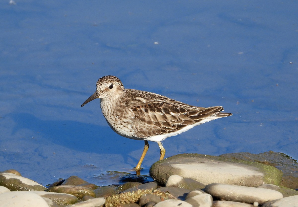 Least Sandpiper - Pat Hare