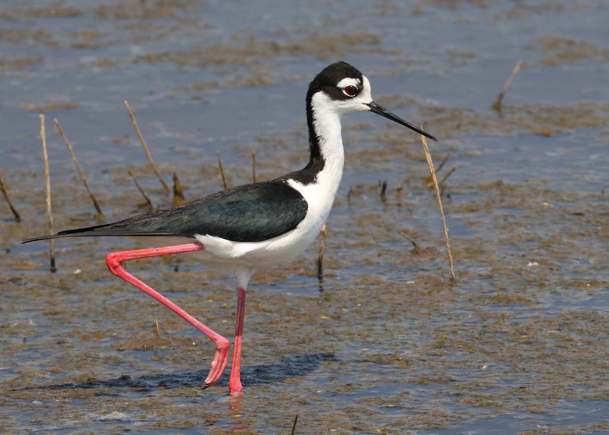 Black-necked Stilt - ML619527576