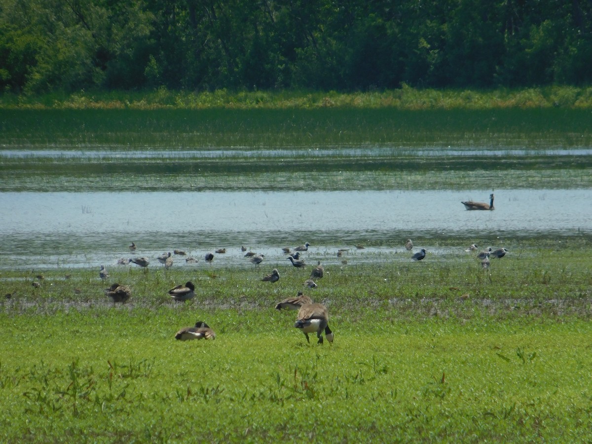 Black-bellied Plover - Arrow Z L