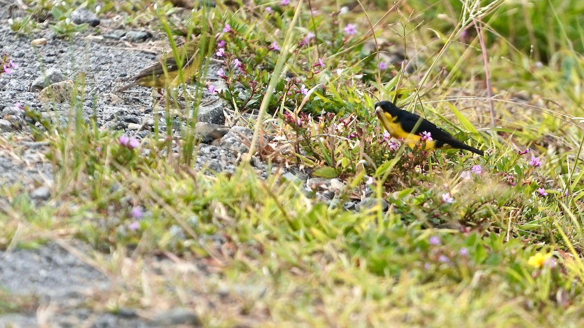 Lesser Goldfinch - Indira Thirkannad