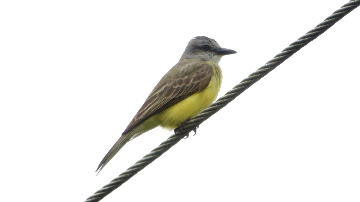 Couch's Kingbird - Jan Ekkers