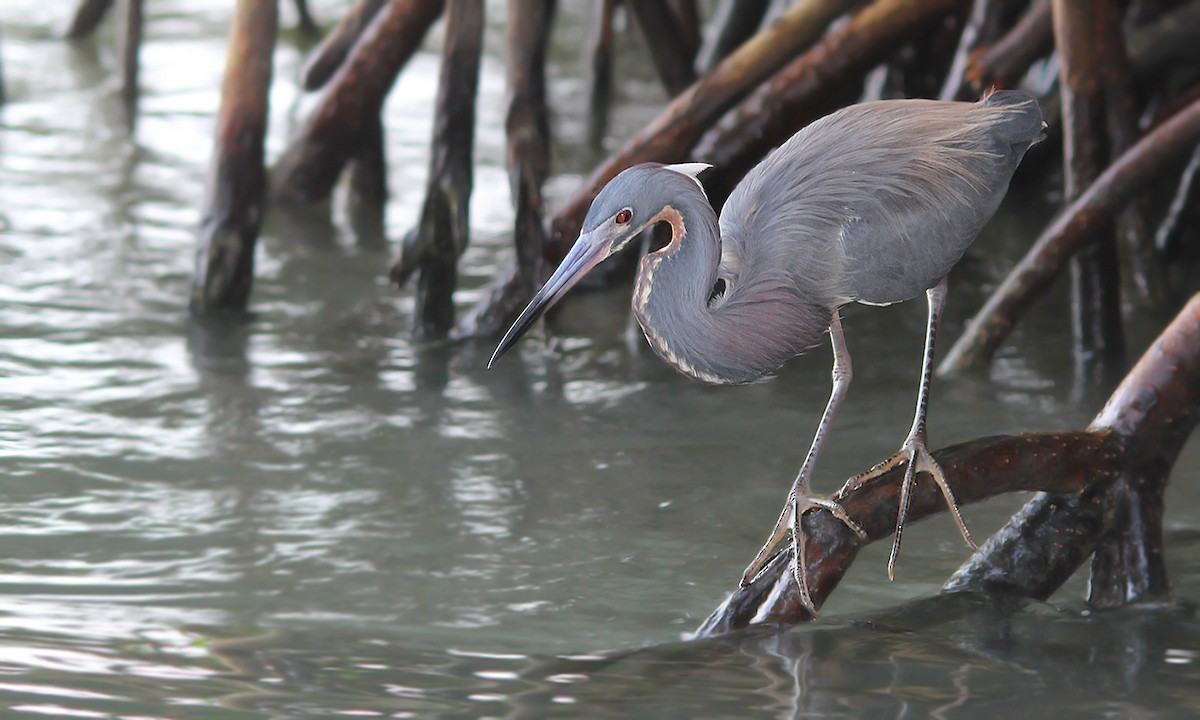 Tricolored Heron - Adrián Braidotti