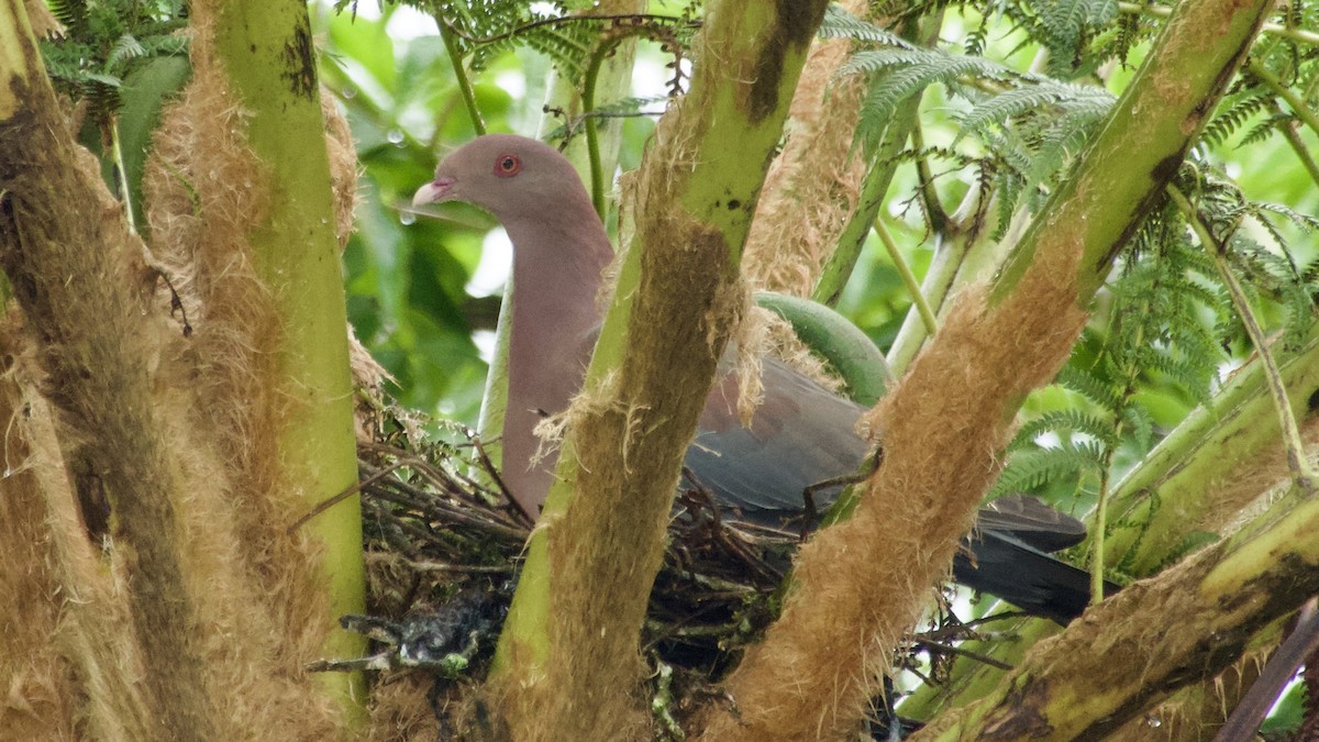 Red-billed Pigeon - Jan Ekkers