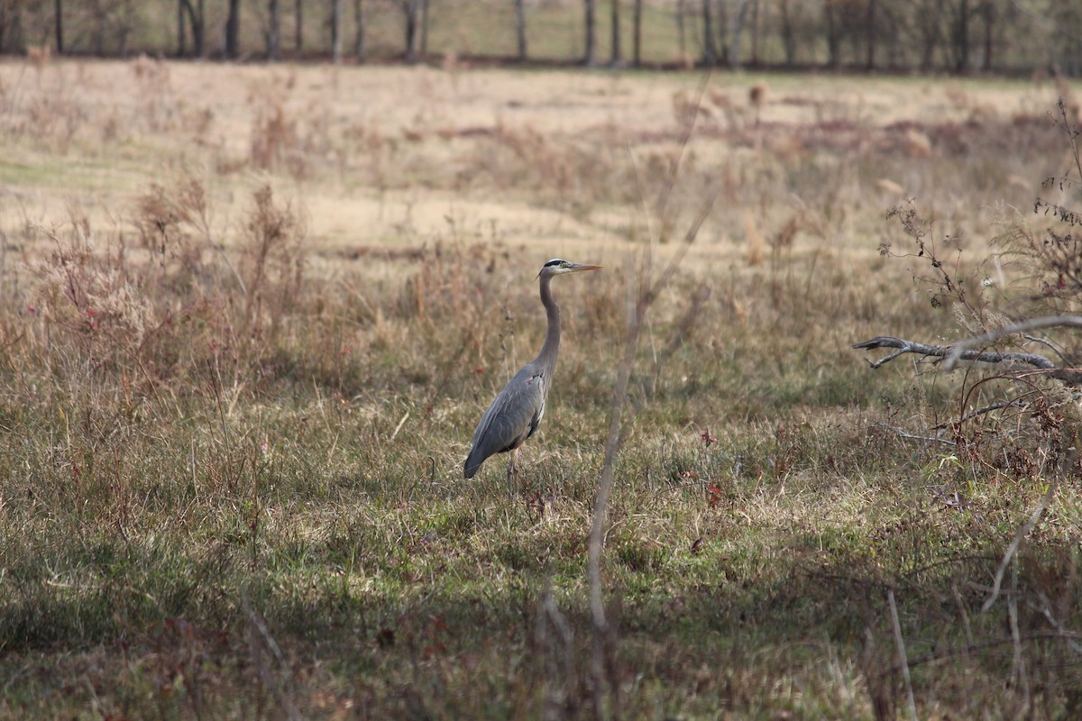 Great Blue Heron - Lori Free