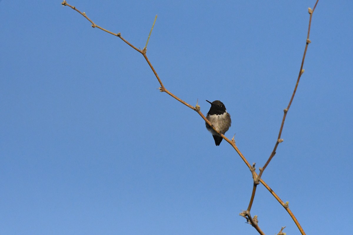 Black-chinned Hummingbird - Janine McCabe