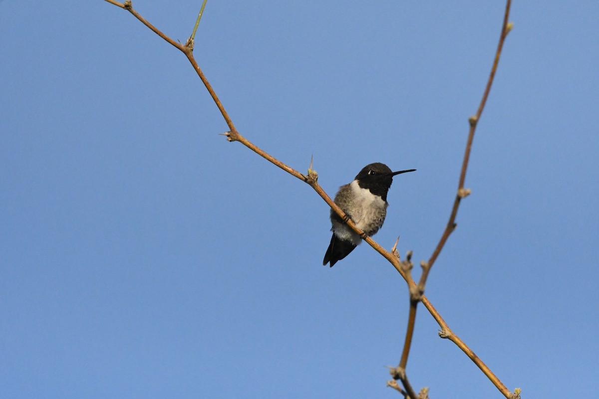 Black-chinned Hummingbird - Janine McCabe