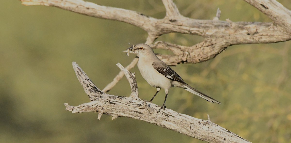 Northern Mockingbird - Janine McCabe