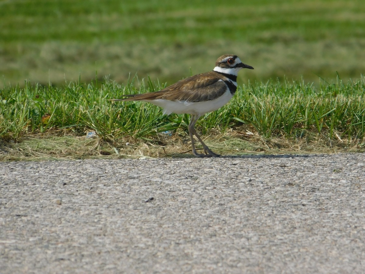 Killdeer - Arrow Z L