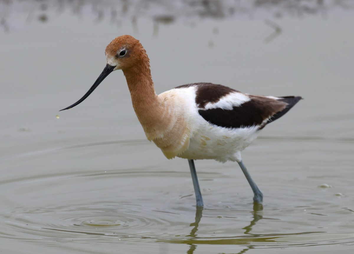 American Avocet - Angela Kenny