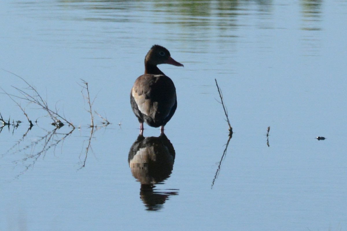 Black-bellied Whistling-Duck - Cathy Pasterczyk