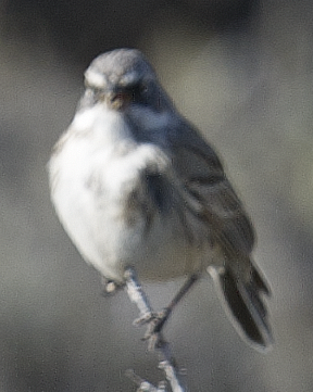 Sagebrush Sparrow - johnny powell