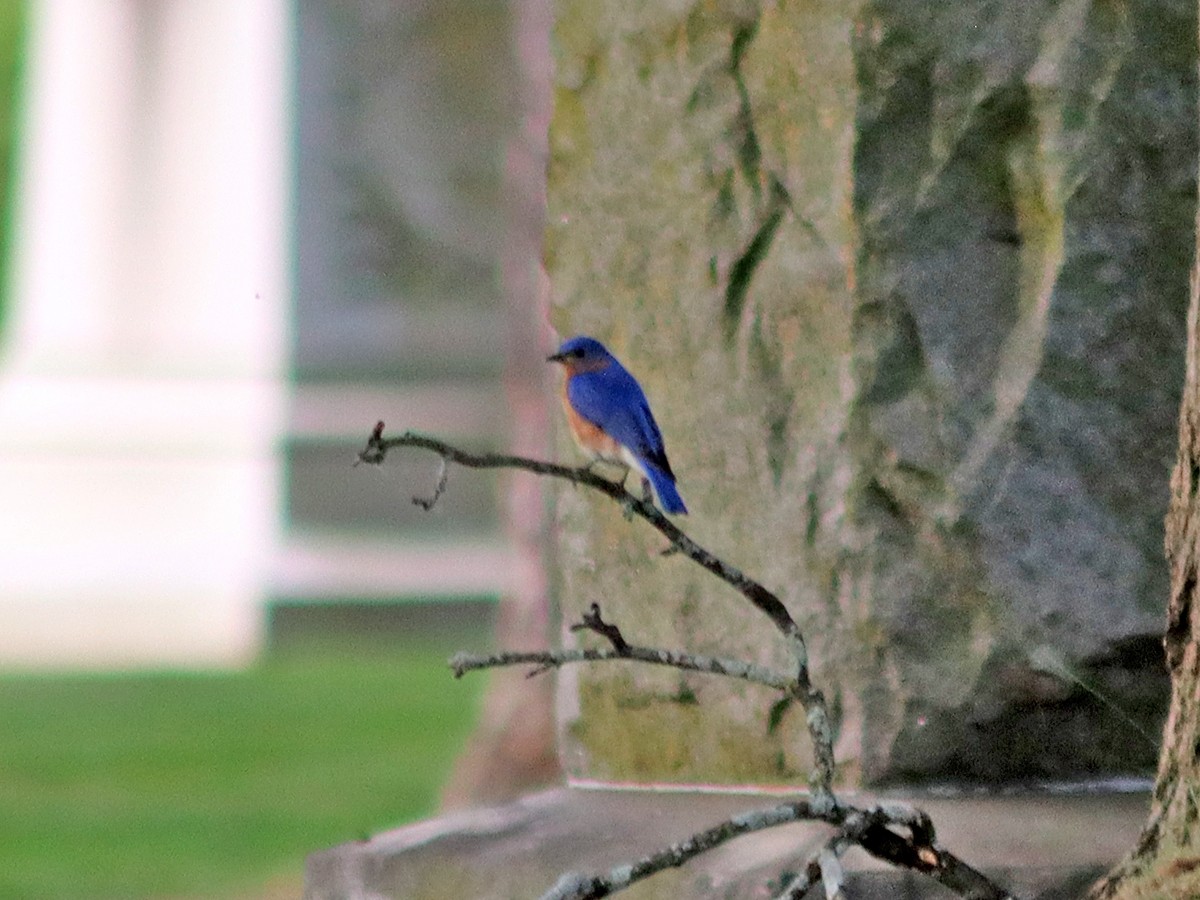 Eastern Bluebird - Sherry Plessner