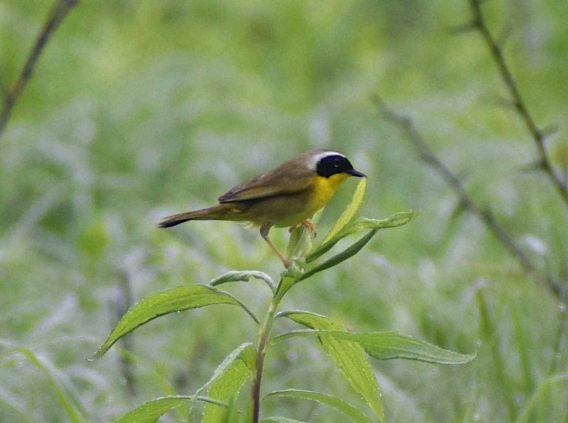 Common Yellowthroat - Aidan Geissler