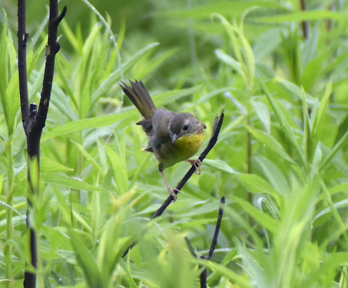 Common Yellowthroat - Aidan Geissler