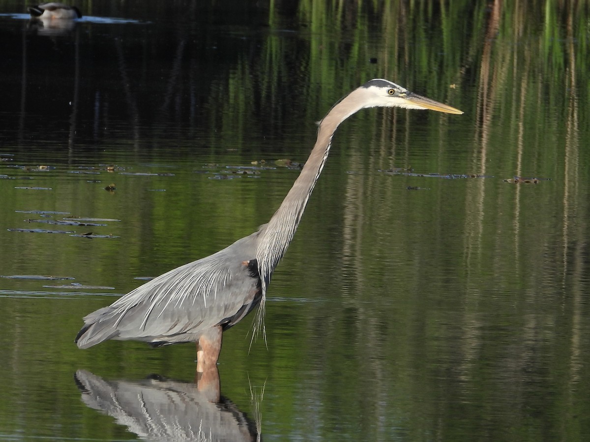 Great Blue Heron - Pat Hare